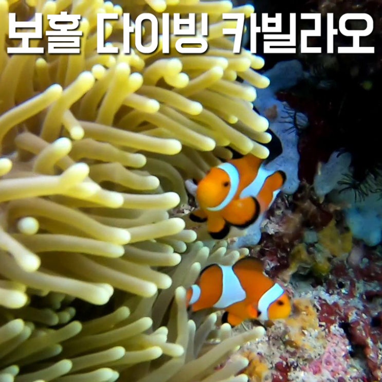 보홀 다이빙 여행 Day-1 아기자기 예쁜 카빌라오 포인트(Cabilao)