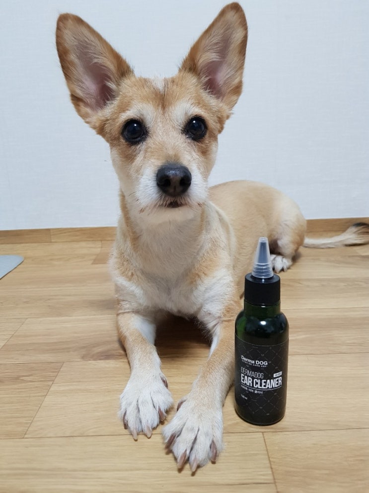  강아지 귀세정제 귀청소 천연성분으로 해야 안심
