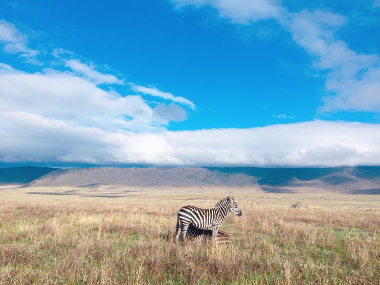 [아프리카여행 47일차]탄자니아 세렝게티 3박4일 투어_마지막날, 응고롱고 분화구(Ngorongoro Crater to Serengeti National Park)