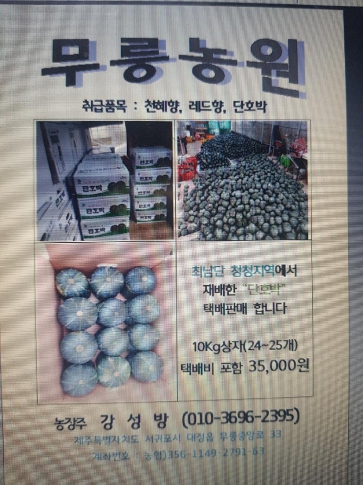  제주청정지역단호박판매정보