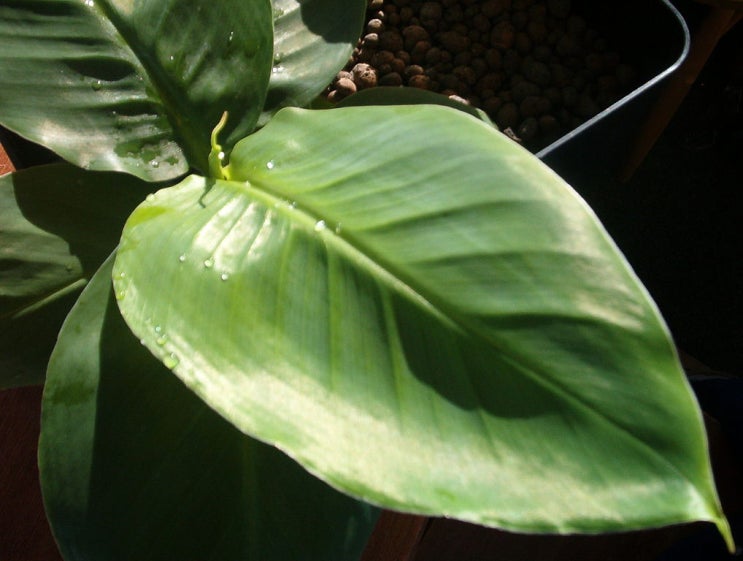 바나바잎 효능, 먹는법, 당뇨환자 필독