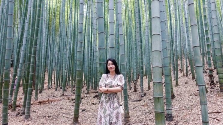 기장 아홉산숲(19.06/06) 기장 아홉산숲(19.06/06)