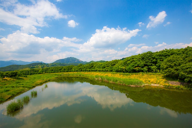  함양 갈만한곳 천년의 숲 상림과 산삼축제, 2020함양산삼항노화엑스포