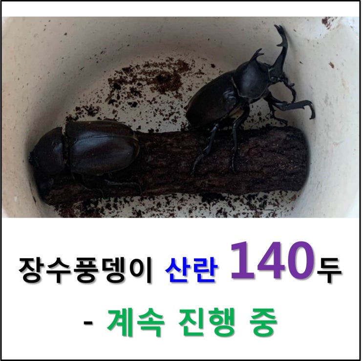  장수풍뎅이 키우기 - 산란 140두, 계속 진행 중