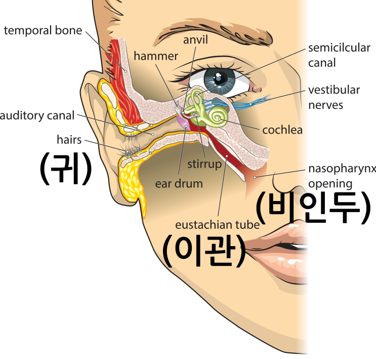  코감기 귀막힘과 두통 증상 원인 확인하세요