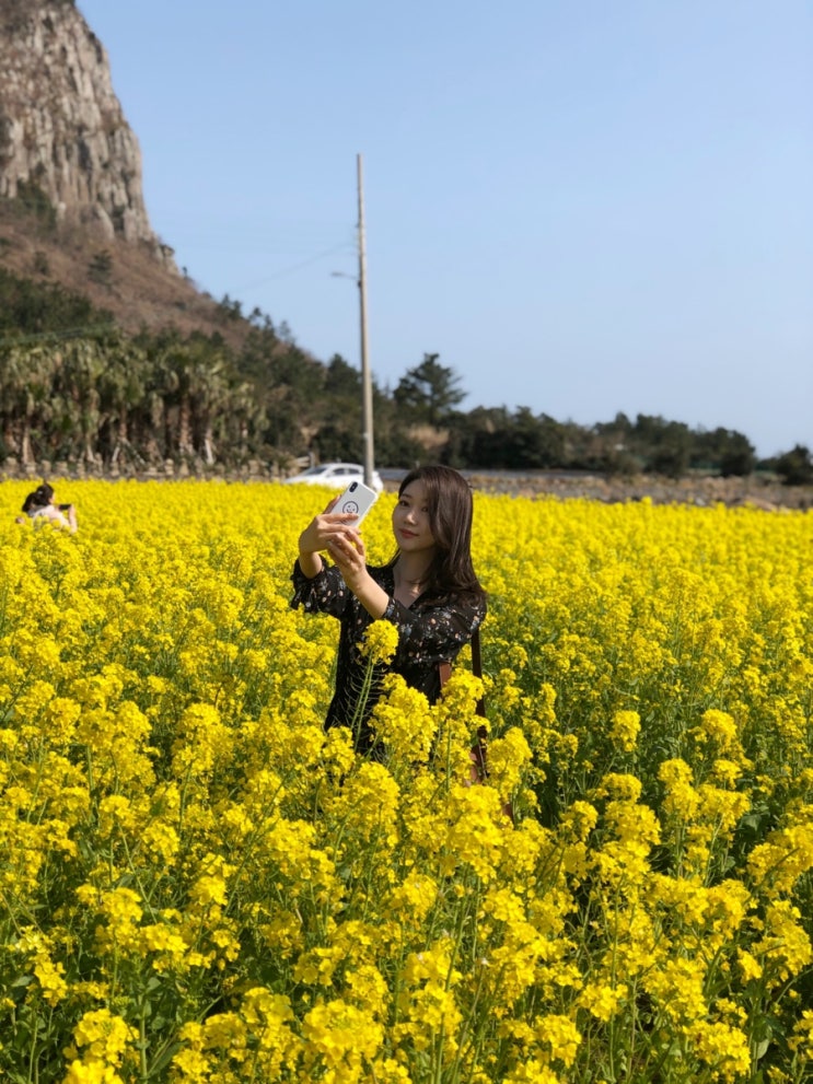  제주여행(3)_ 겹겹의 의도, 외돌개, 오는정김밥, 산방산, 유채꽃밭, 오션뷰 카페_울트라마린, 라마다시티호텔, 누룽지식당 갈치조림