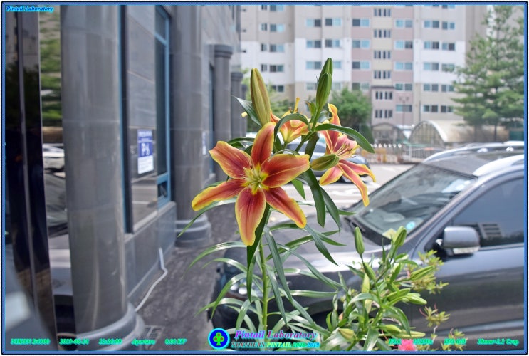  2019/06/11-06/14 O/A 백합 外