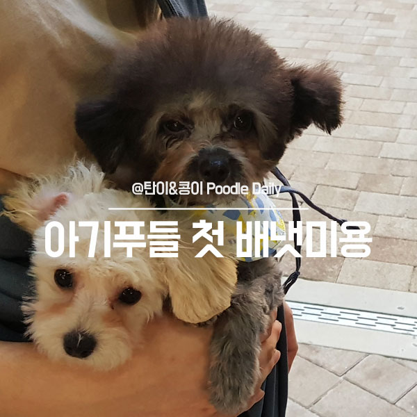 토이푸들 첫 배냇미용 _ 금천구 애견미용 '블라썸독'