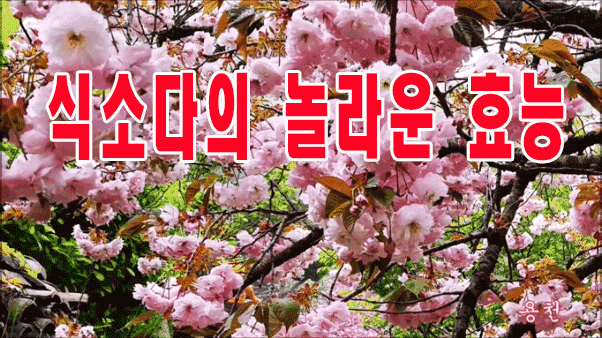  식소다의 놀라운 효능