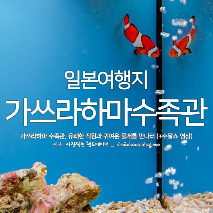  일본여행지 고치 가쓰라하마 수족관, 유쾌한 직원과 귀여운 강치를 만나러 (+수달쇼 영상)