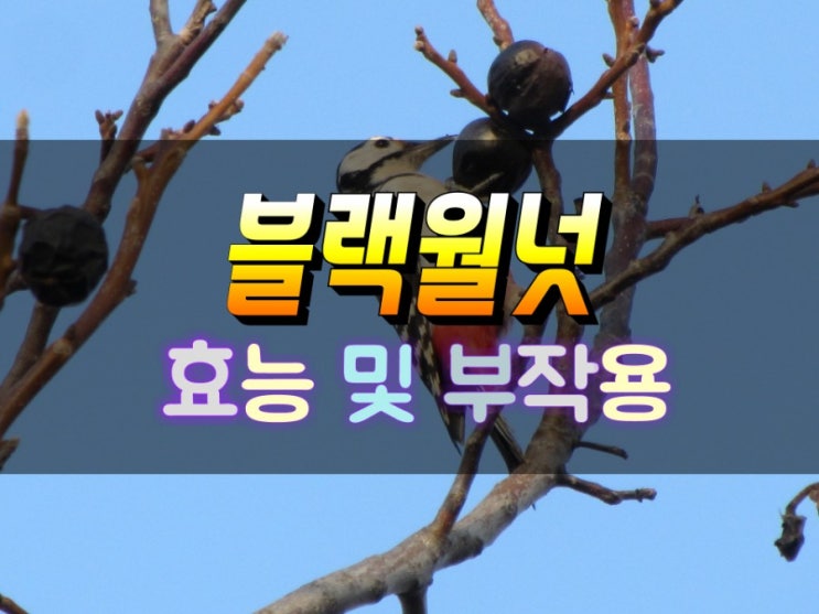  블랙월넛 흑호두 효능 및 부작용 확인하고 복용하기