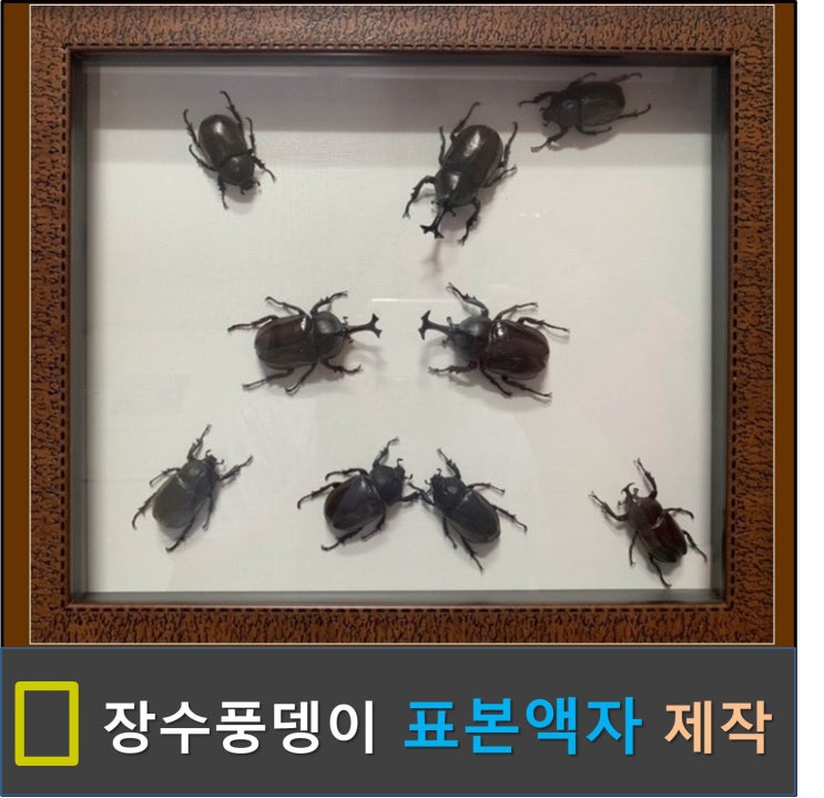 곤충 표본 - 장수풍뎅이 표본액자 만들기 2탄