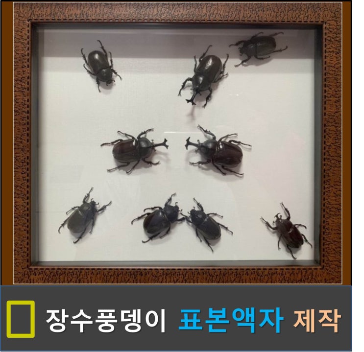  곤충 표본 - 장수풍뎅이 표본액자 만들기 2탄