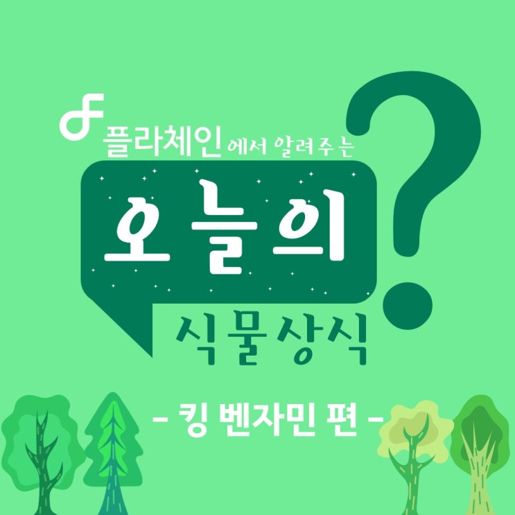  플라체인에서 알려주는 오늘의 식물상식 - 벤자민 편