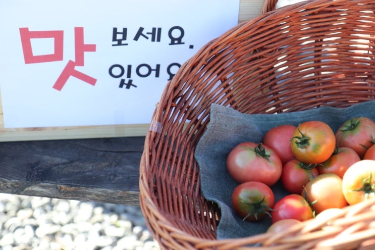  찰익은토마토수확중입니다.
