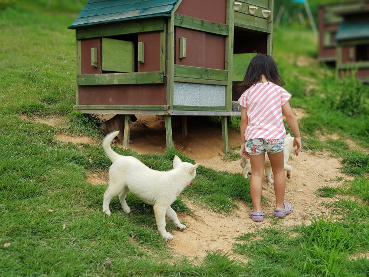  진도 _ 진돗개경주 & 동물농장이 좋았던 진도개테마파크