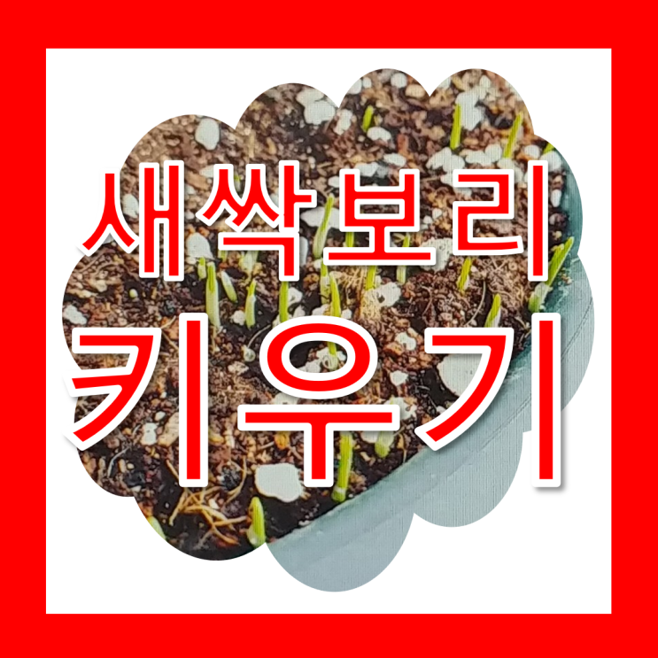  새싹보리 키우는법 집에서직접키워요