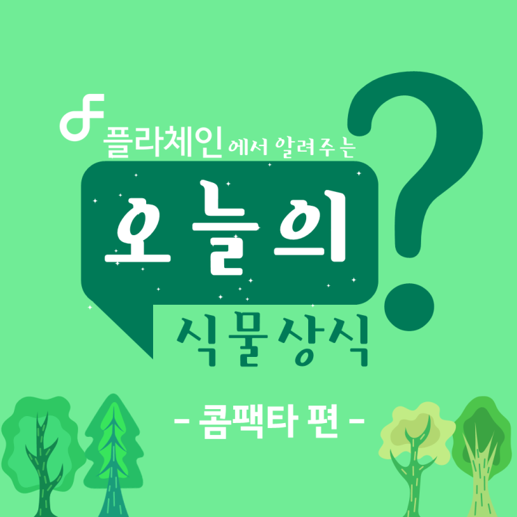  플라체인에서 알려주는 오늘의 식물상식 - 콤팩타 편