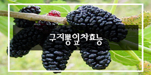  뽕뽕뽕 뽕나무 꾸지뽕잎차효능은 있을까? 없을까?