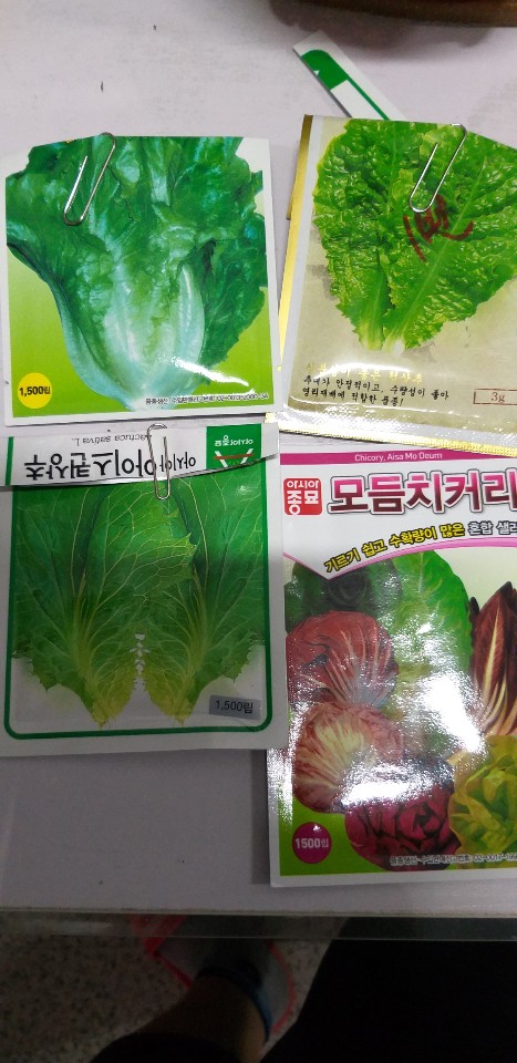  상추 파종 및 모종 만들기