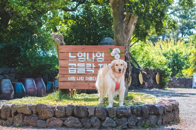  2019.06.03 - 골든리트리버 최꼬미 애견동반 제주여행 - 인생샷 가득 일출랜드