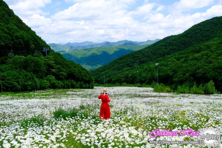 한여름에 만나는 새하얀 꽃눈절경...정선 하이원리조트 샤스타데이지. 한여름에 만나는 새하얀 꽃눈절경...정선 하이원리조트 샤스타데이지.