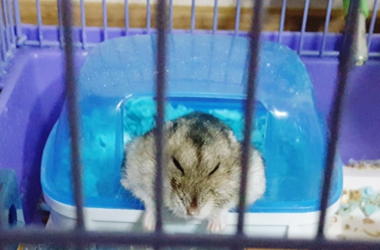  햄스터의 다양한 잠자는 모습