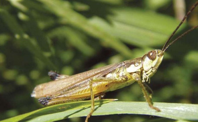  애메뚜기 - Chorthippus bicolor Charpentier / 메뚜기과