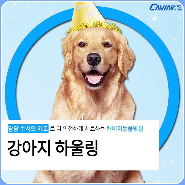  강아지 하울링 하는 이유 도대체 왜?