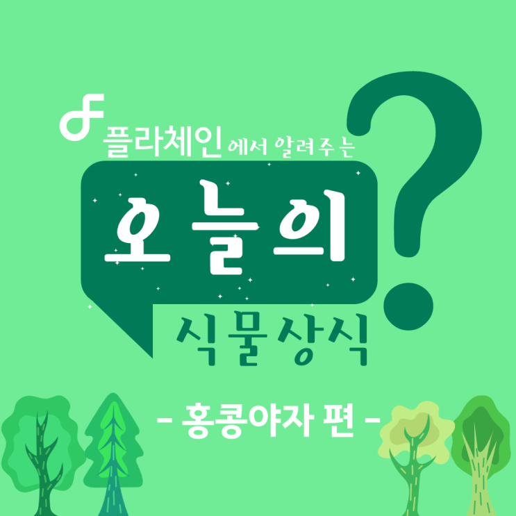  플라체인에서 알려주는 오늘의 식물상식 - 홍콩야자