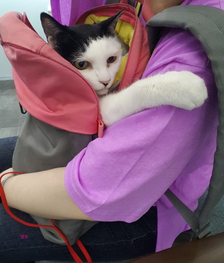  묘르신과 병원행차