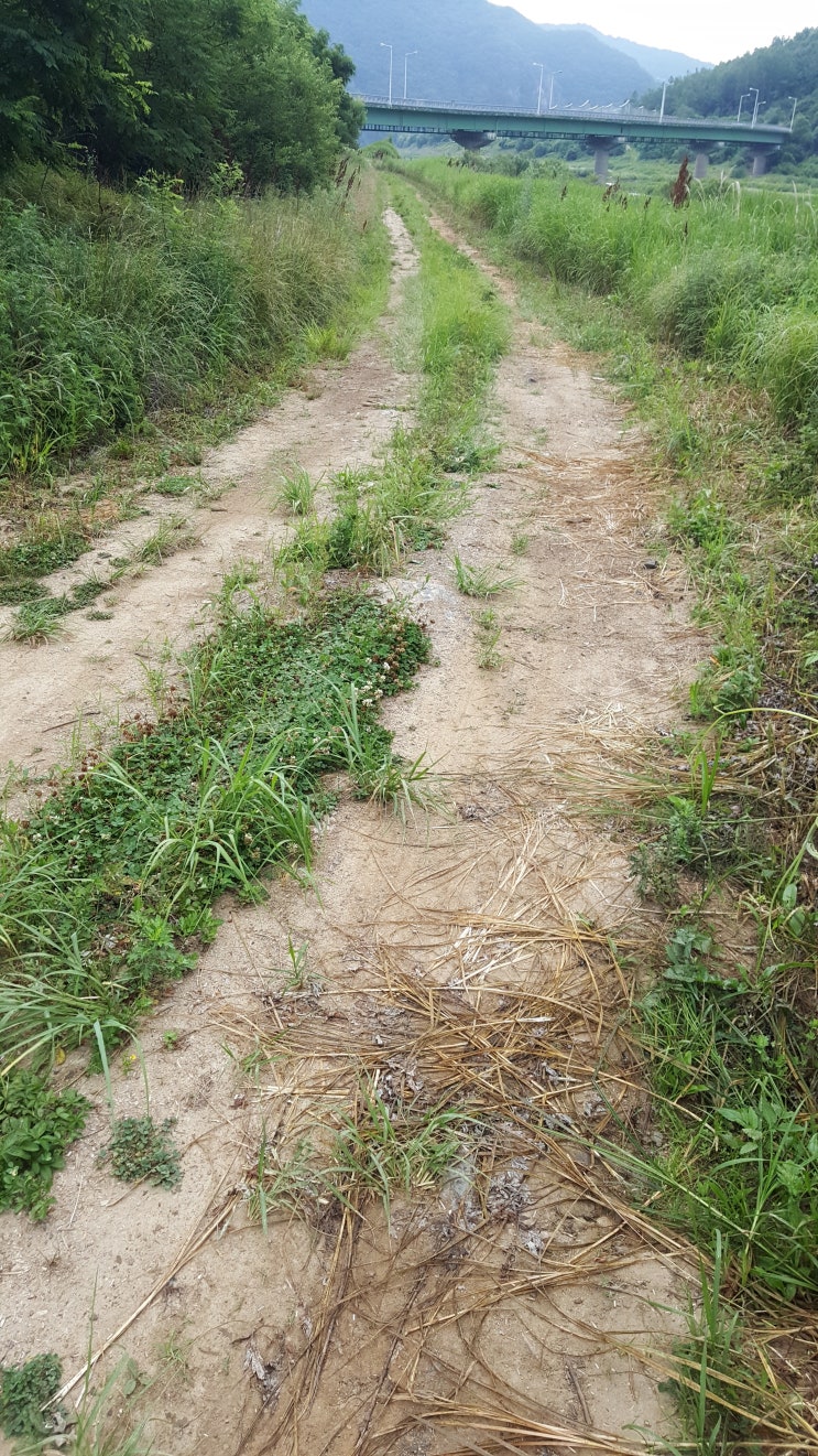  멧돼지 고라니 천국 상수원 보호구역 하천부지........