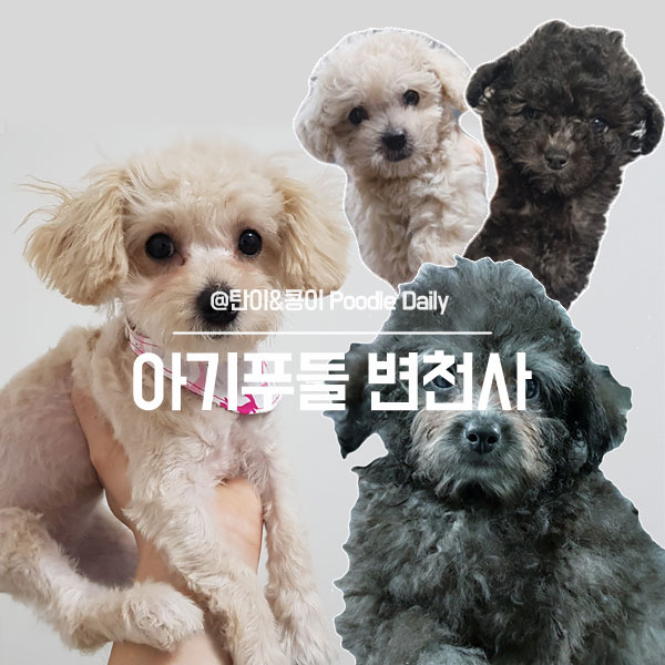  아기 푸들 변천사(성장기록)..이렇게 많이 변하다니..ㅎ
