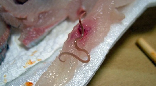  고래회충의 생태와 생김새