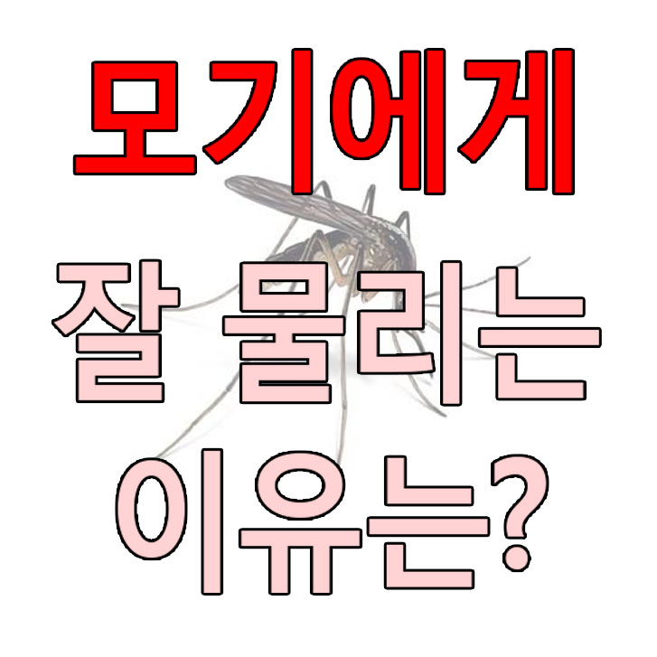  모기 잘 물리는 이유는? 모기가 잘 무는 사람은 왜 그럴까?