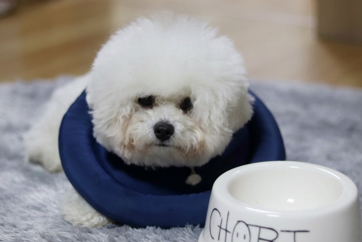  쵸비와 저의 요즘 근황