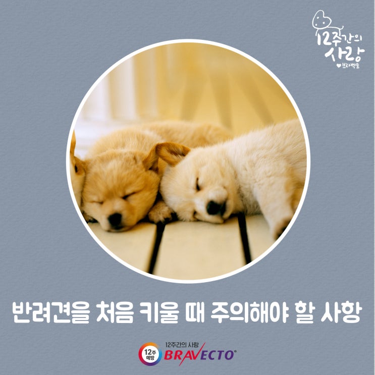  반려견을 처음 키울 때 주의해야 할 사항