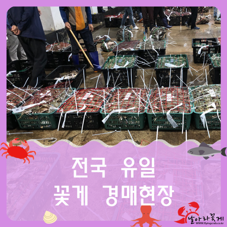  전국 유일 꽃게 경매 현장