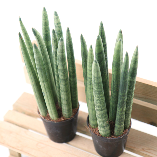  갑조네 스투키(22cm) 1+1 공기정화식물 미세먼지제거 다육화분 6,900원