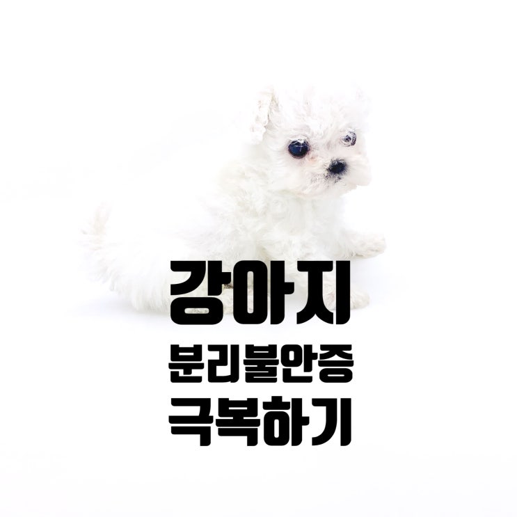  강아지 분리불안증 극복하기 (강아지 혼자 있기)