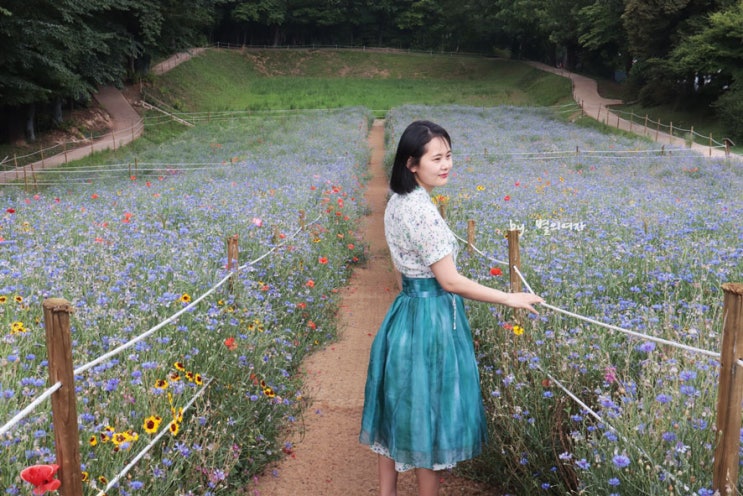  서울가볼만한곳 올림픽공원 장미광장 뜰꽃마루 나홀로나무 피크닉가기 딱좋아