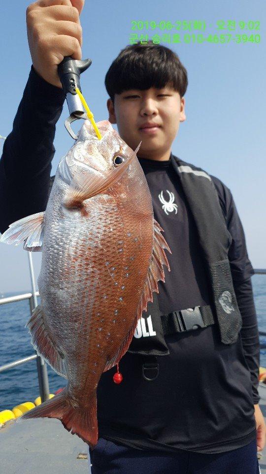  [군산 낚시대통령]6월 25일 ##군산 승리호## 참돔 조황입니다~!
