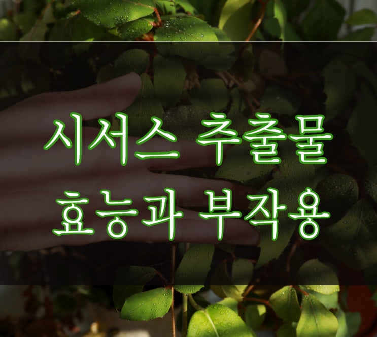  시서스추출물 효능과 부작용을 알아봅시다