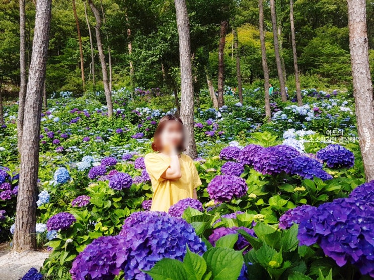  해남 수국축제 포레스트수목원에서 인생샷 남겨가세요