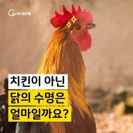  "치킨이 아닌 닭의 수명, 얼마일까요?"