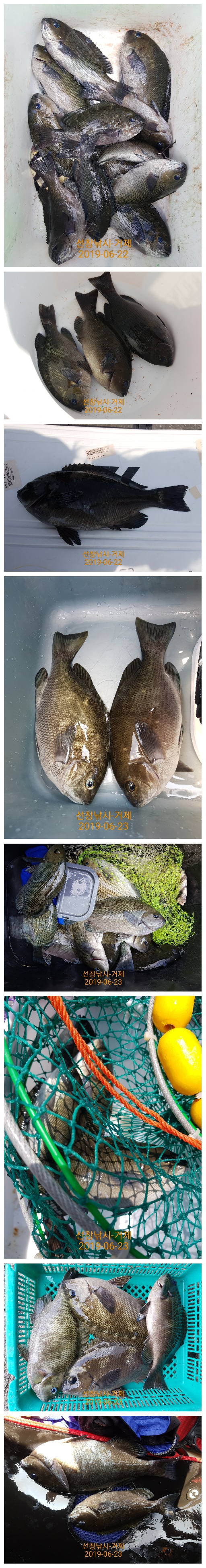 거제]지세포권 벵에돔 갯바위조황-선창낚시