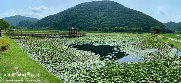 경남 고성 / 농업용 저수지에서 공원이 된 상리연꽃공원
