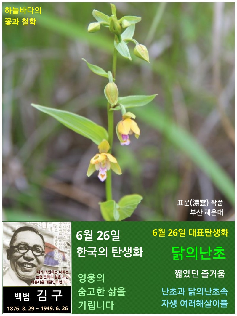 난초과] 식물의 한국의 탄생화 개요 : 네이버 블로그, image size:800x1067