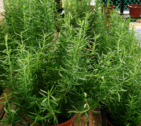  로즈마리 에센셜오일 (Rosemary)