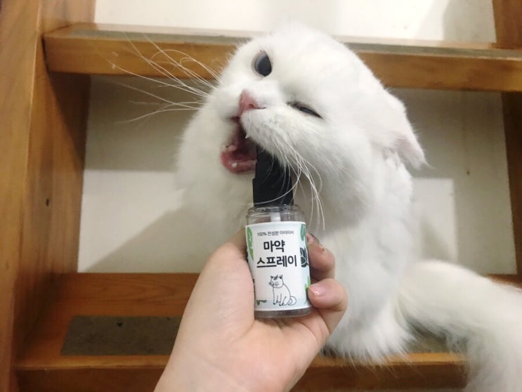  [정글몬스터] 고양이 스트레스 해소에 좋은 고양이 마약스프레이 둥이들이 써봤어요 :)️